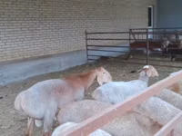मेढ़ा, Arashan sheep — फ़ोटो 5