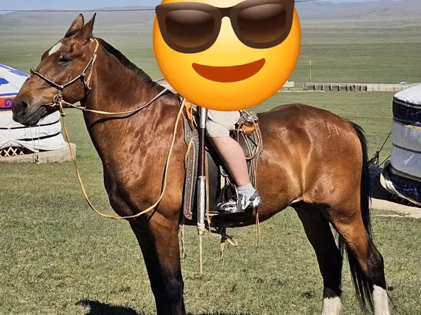 Адуу (бүлэг, хүйс заагаагүй), Адуу — Монгол