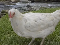 Chickens — photo 5