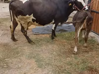 母牛, Alatau breed — 照片 1