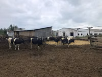 Kuh, Holstein-Rasse — Foto 1