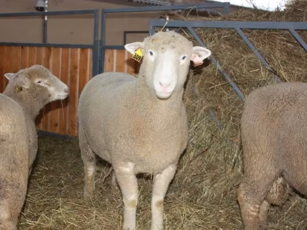 Widder, Dorset horn sheep — Russland