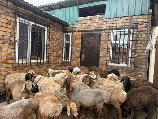 Carnero, Rhon sheep