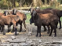 Widder, Blackheaded Persian sheep — Foto 1
