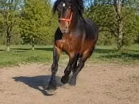 Horse (M), Hungarian horse breed — photo 3