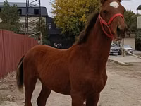 公马, Budyonny horse — 照片 2