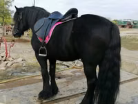 Адуу, Fell pony — 6 зураг