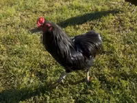 Araucana — photo 6