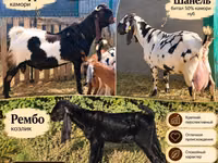 عنزة, Gembrong goats — الصورة 1