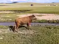 Бух, Үхэр мал — 2 зураг