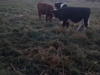 ثور, الماشية — الصورة 2