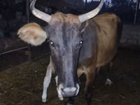 母牛, Cattle — 照片 6
