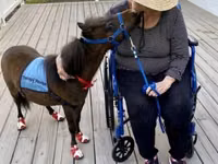 Horse (M), Miniature horse — photo 1