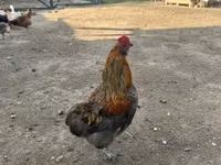 Ameraucana — foto 4