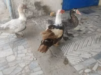 Ducks — 5 зураг