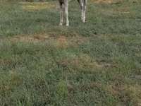 घोड़ा, Azerbaijan horse — फ़ोटो 2