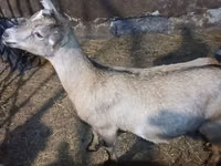 Ziege, Nubian Goat — Foto 5