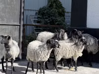 نعجة, Romanov sheep — الصورة 2