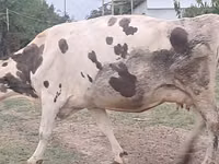 Үнээ, Russian Black pied cattle — 6 зураг