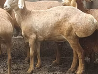 Schaf, Arashan sheep — Foto 1