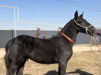 घोड़ा, Arabian horse — फ़ोटो 7