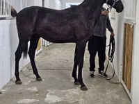 Адуу, Akhal-Teke — 8 зураг