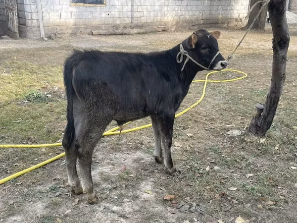 ثور, Swiss cattle