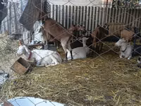 Goat, Saanen goat — photo 3