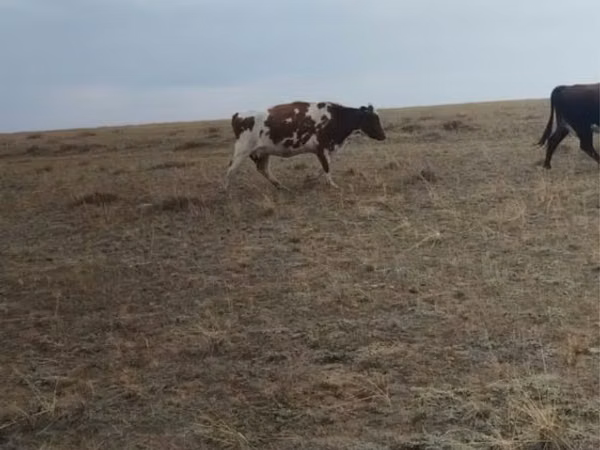 Cow, Cattle