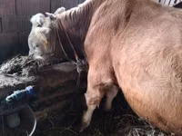 公牛, Simmental cattle — 照片 2