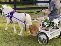 Horse (M), Miniature horse — photo 2