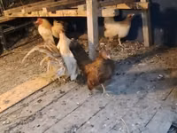 Bantam — photo 1
