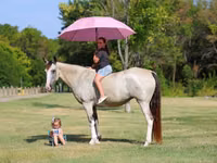 Азаргагүй морь, Skyros Pony — 1 зураг