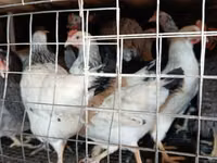 Chickens — photo 6