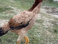 Chickens — फ़ोटो 1