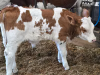 公牛, Simmental cattle — 照片 2