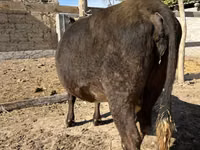 بقرة, الماشية — الصورة 4
