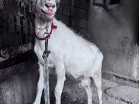 बकरी, Saanen goat — फ़ोटो 2
