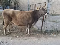 母牛, Alatau breed — 照片 5