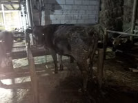 Vaca, Ganado vacuno — foto 4