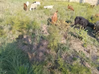 Cabras (lote, sexo no especificado), Cabras — foto 5