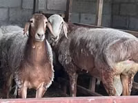 Oveja, East Friesian Dairy sheep — foto 4