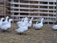 American Pekin — photo 7