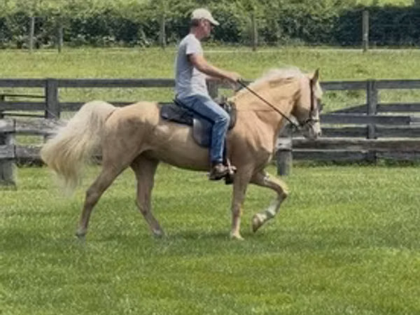 घोड़ा, Rocky Mountain Horse
