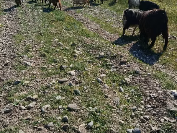 Goat, Goats
