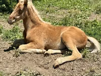 Horse (M), Rocky Mountain Horse — photo 7