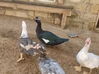 Ducks — फ़ोटो 7