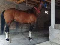 公马, Kyrgyz Horse — 照片 2
