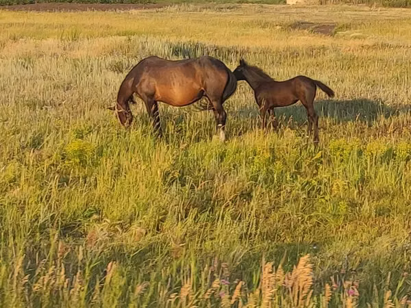 Horses (batch, sex not specified), Horse breed