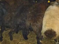 Ram, Qashqai sheep — photo 7